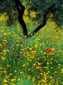 wild flowers spain